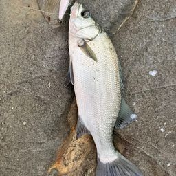 フッコ（ヒラスズキ）