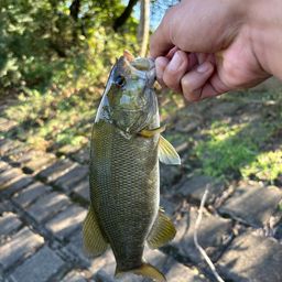 スモールマウスバス