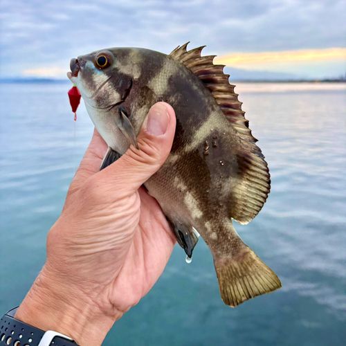 釣果