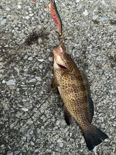 オオモンハタの釣果