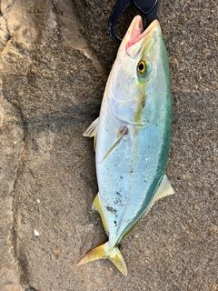 イナダの釣果
