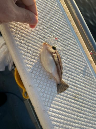 キタマクラの釣果