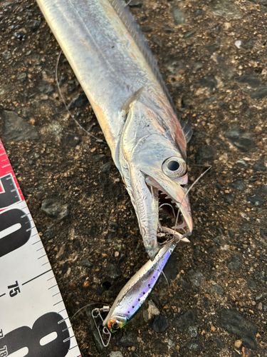 タチウオの釣果