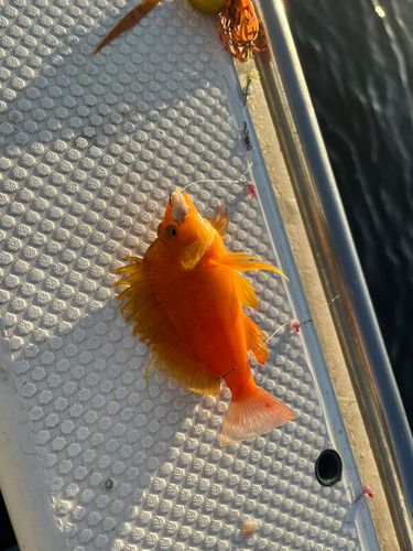 釣果