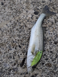 セイゴ(マルスズキ)の釣果