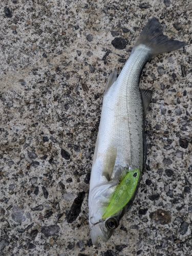セイゴ（マルスズキ）の釣果