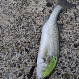 セイゴ（マルスズキ）