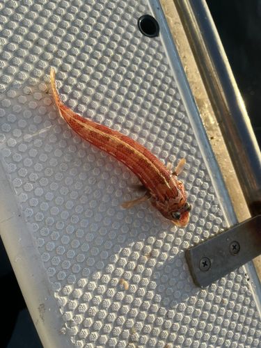 トラギスの釣果