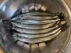 サヨリの釣果