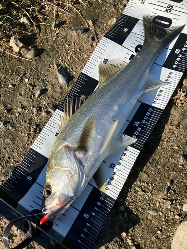 スズキの釣果
