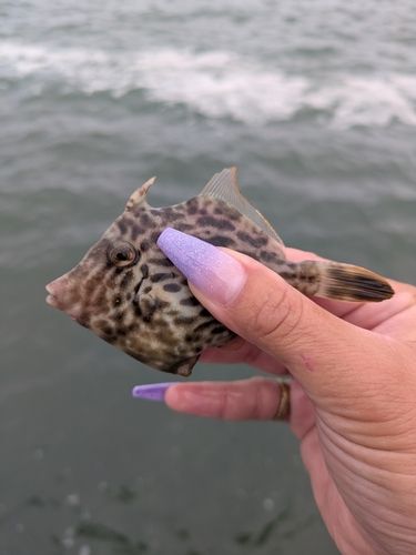 那珂湊港
