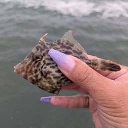 カワハギ