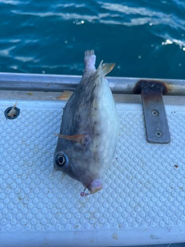 ハコフグの釣果