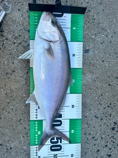 ネイリの釣果