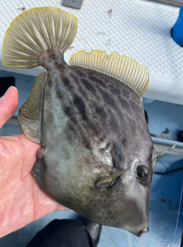 カワハギの釣果