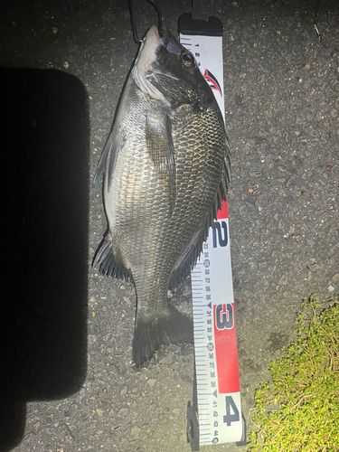 クロダイの釣果