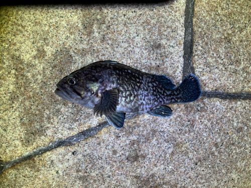 マゾイの釣果