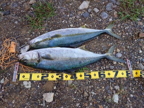 ヒラマサの釣果