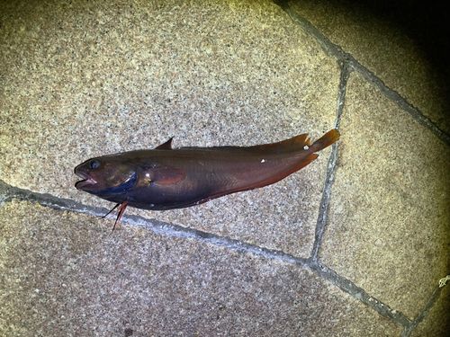 ドンコの釣果