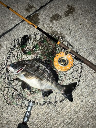 クロダイの釣果