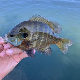 ブルーギル