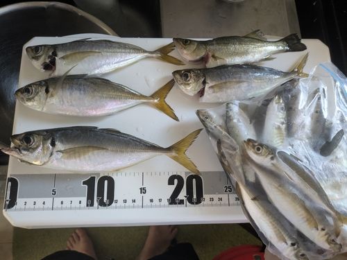 アジの釣果