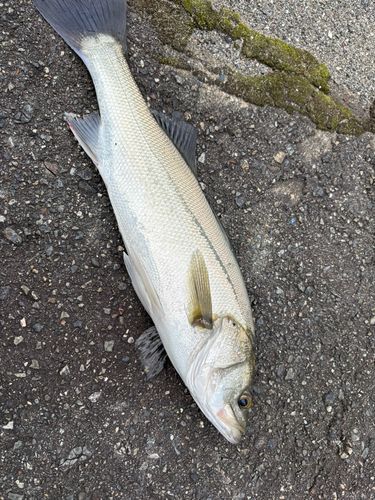 スズキの釣果