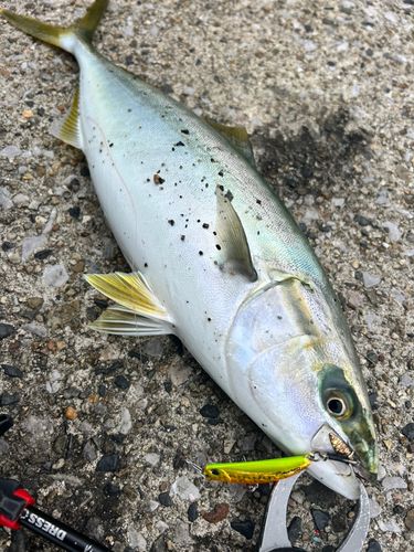 イナダの釣果