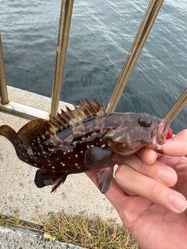 キジハタの釣果