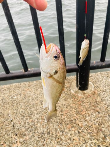 イシモチの釣果