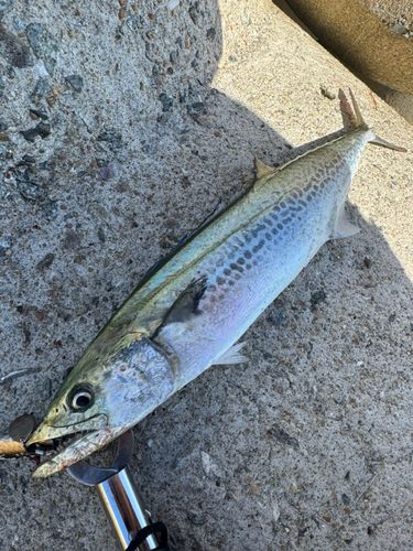サゴシの釣果