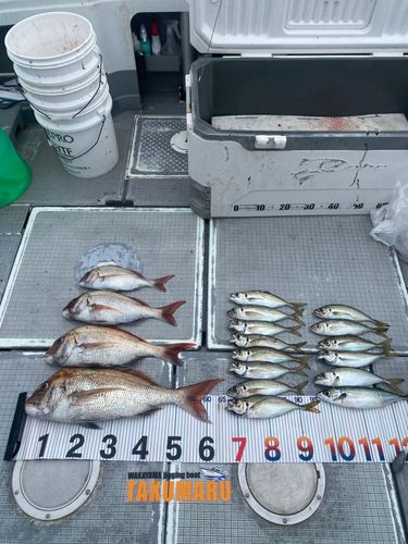 タイの釣果