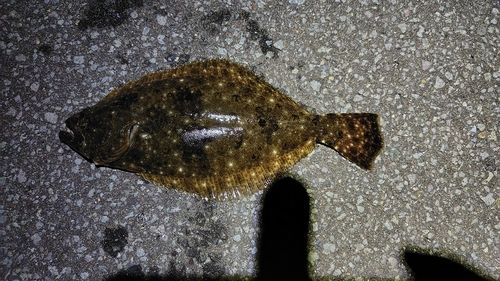 ヒラメの釣果