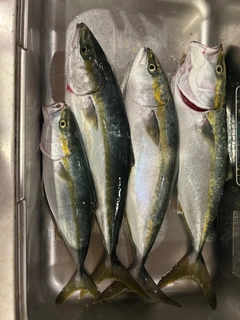 メジロの釣果