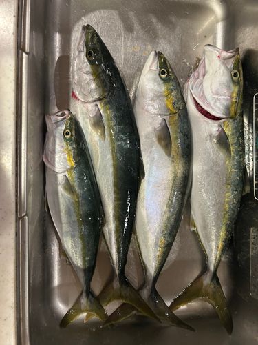 メジロの釣果