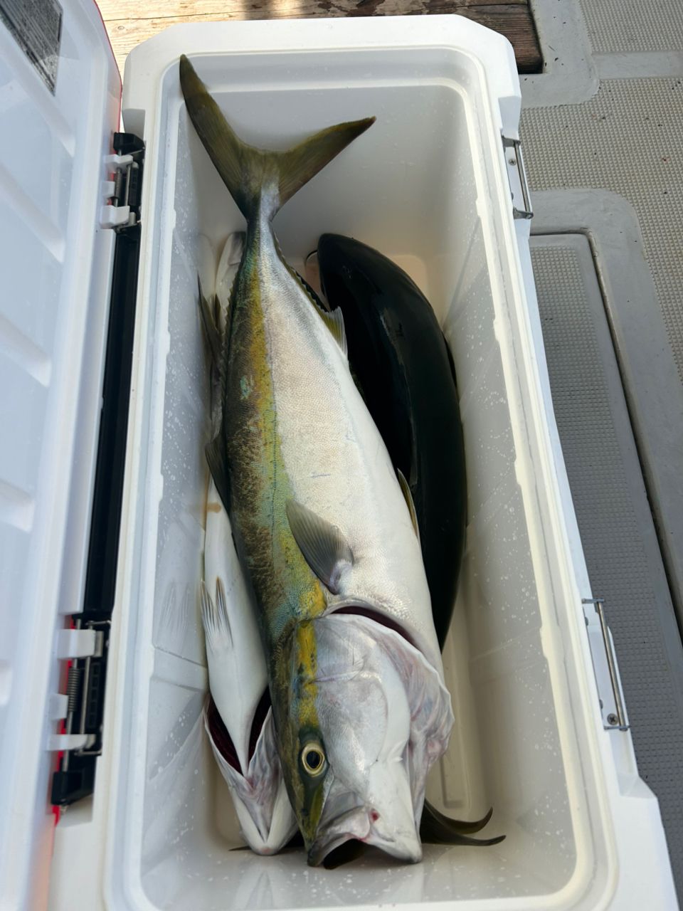 kenken46さんの釣果 2枚目の画像