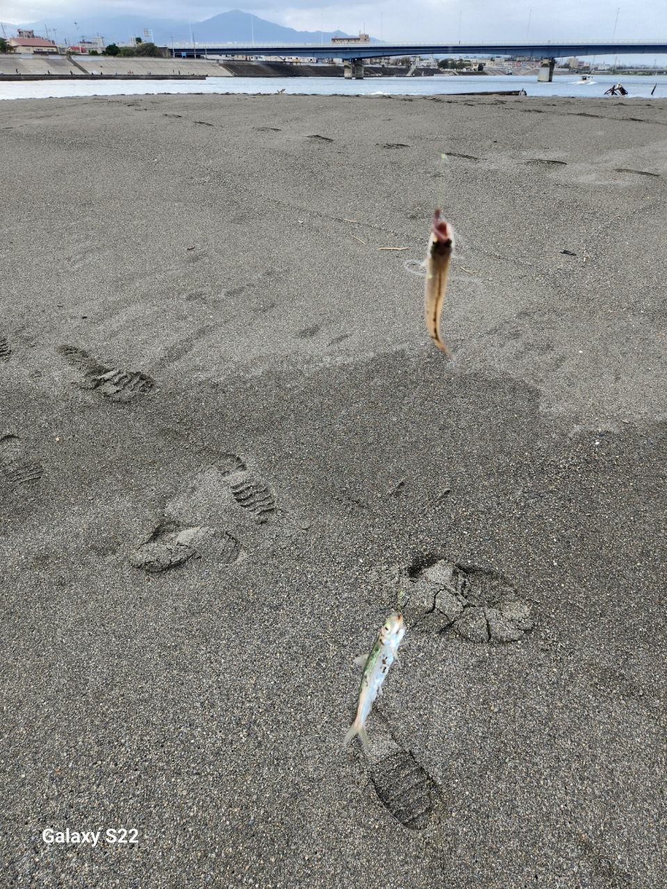 シロギス