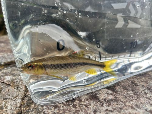 カワムツの釣果