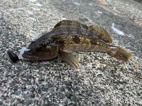 アイナメの釣果