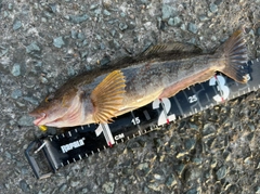 アイナメの釣果