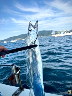 タチウオの釣果