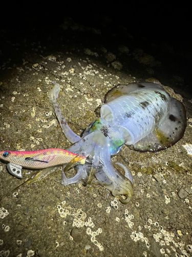 アオリイカの釣果