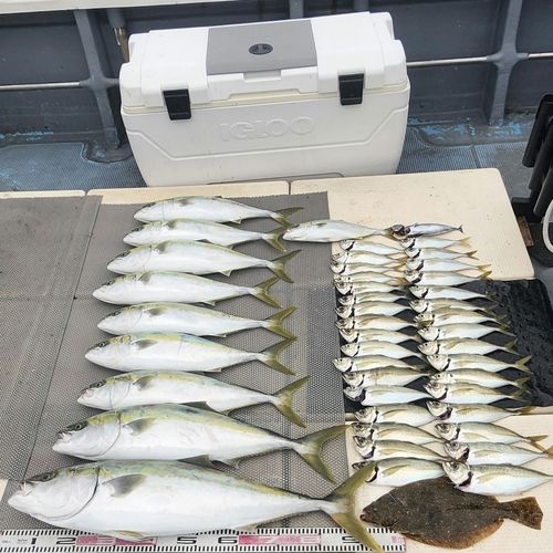 ブリの釣果