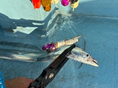 タチウオの釣果