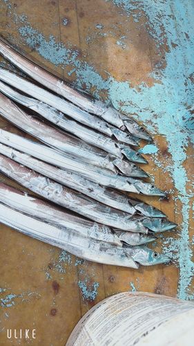 タチウオの釣果