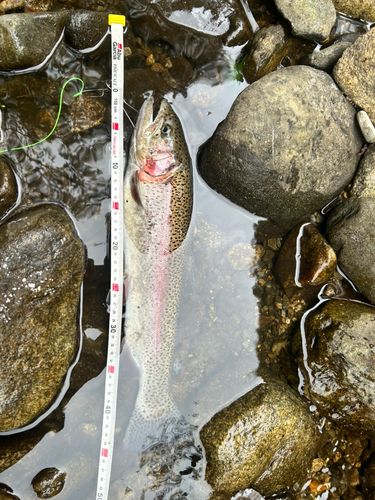ニジマスの釣果