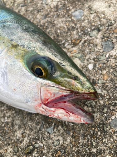 ハマチの釣果