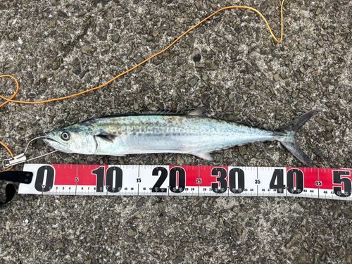 サゴシの釣果