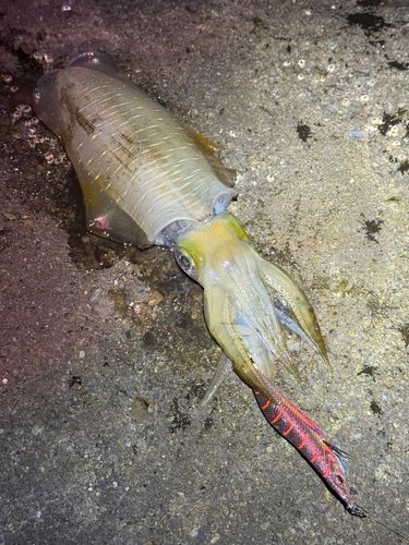 アオリイカの釣果