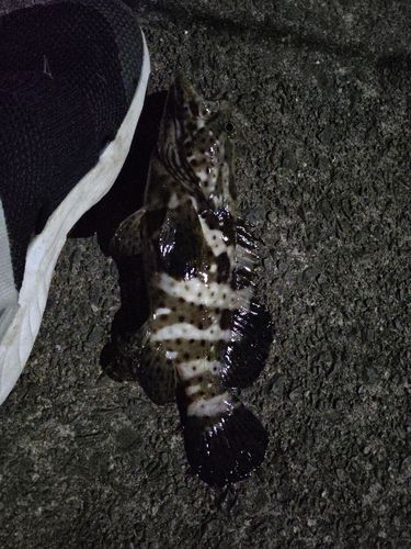 キジハタの釣果